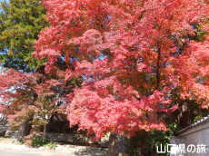 �敟���̍g�t