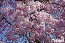 �≮�R�n���@�̍�