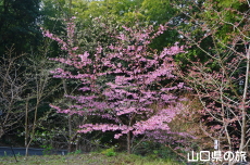 �v�����Z�X��