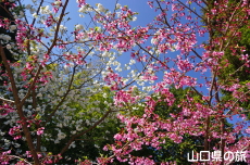 �����ƃv�����Z�X��