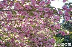 ���d�g�Ղ̔�