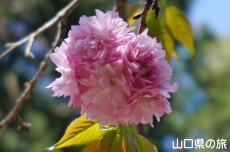 ���삵�����