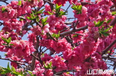 ������ԓ�