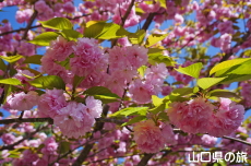 ���d�g�Ղ̔�