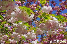 �������Ɣ��d�g�Ղ̔�