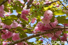 ���d�g�Ղ̔��ƌ�߉�