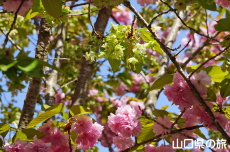 ���d�g�Ղ̔��ƌ�߉�