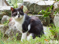 �_�J���̔L