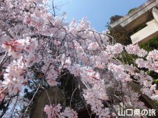 �������{�̎}�����