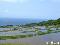 東後畑の棚田