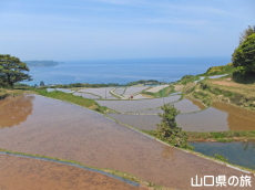 東後畑の棚田